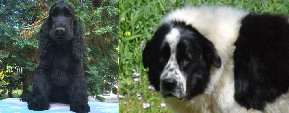 Greek Sheepdog vs American Cocker Spaniel - Breed Comparison