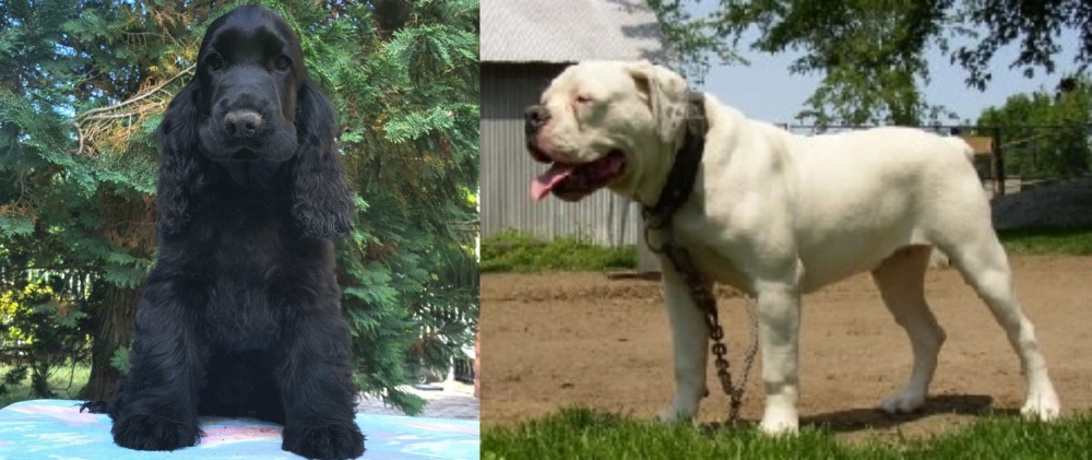 Hermes Bulldogge vs American Cocker Spaniel - Breed Comparison