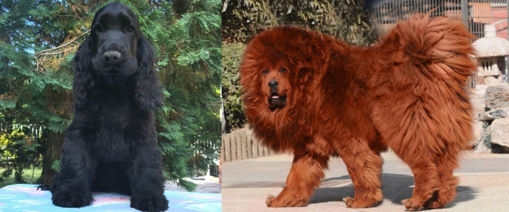 Himalayan Mastiff vs American Cocker Spaniel - Breed Comparison