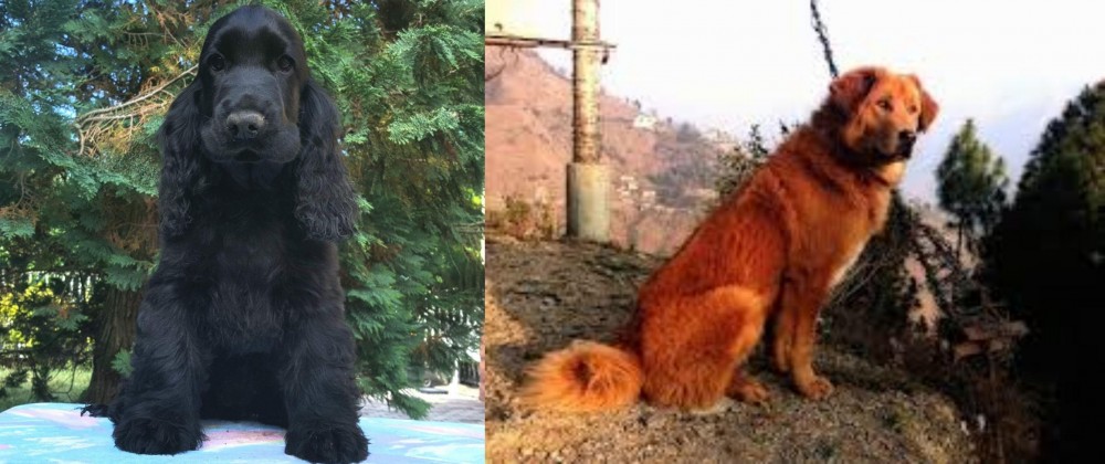 Himalayan Sheepdog vs American Cocker Spaniel - Breed Comparison
