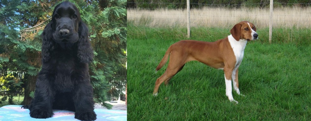 Hygenhund vs American Cocker Spaniel - Breed Comparison