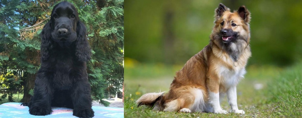 Icelandic Sheepdog vs American Cocker Spaniel - Breed Comparison