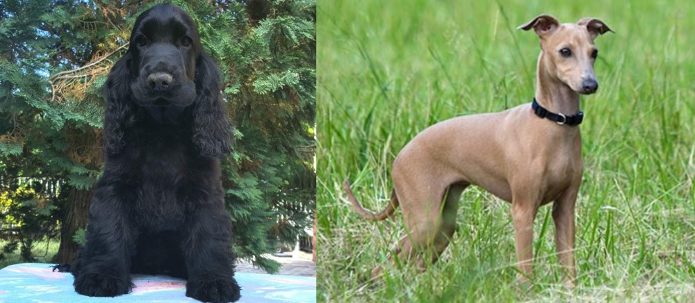 Italian Greyhound vs American Cocker Spaniel - Breed Comparison