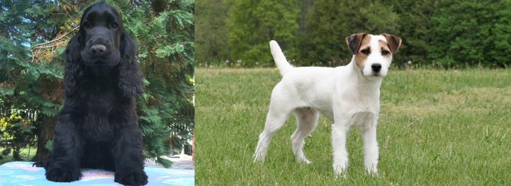 Jack Russell Terrier vs American Cocker Spaniel - Breed Comparison
