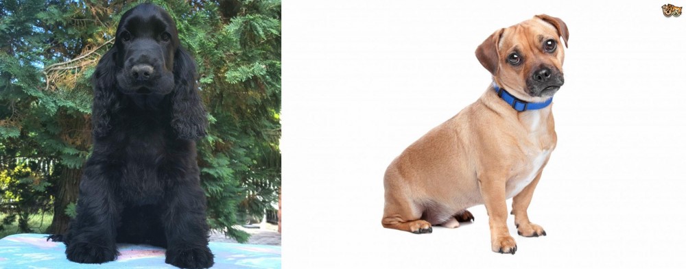 Jug vs American Cocker Spaniel - Breed Comparison