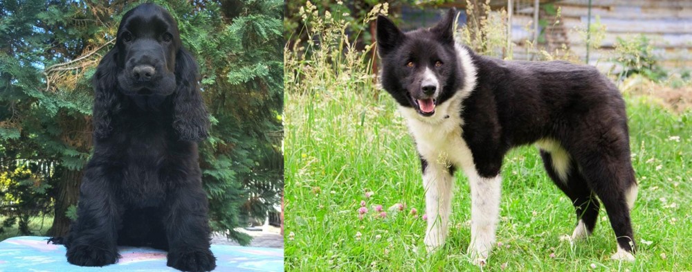 Karelian Bear Dog vs American Cocker Spaniel - Breed Comparison