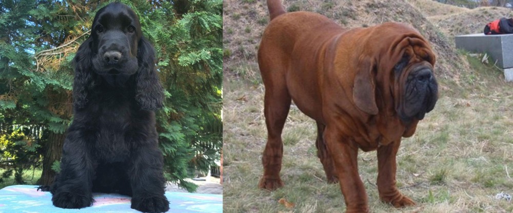 Korean Mastiff vs American Cocker Spaniel - Breed Comparison