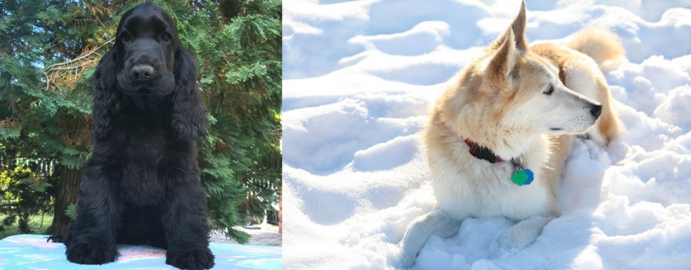 Labrador Husky vs American Cocker Spaniel - Breed Comparison
