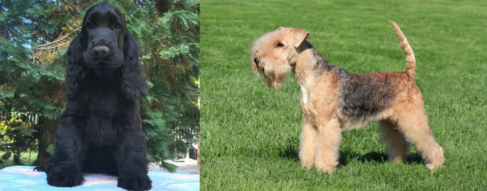 Lakeland Terrier vs American Cocker Spaniel - Breed Comparison