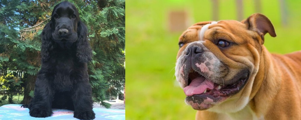 Miniature English Bulldog vs American Cocker Spaniel - Breed Comparison