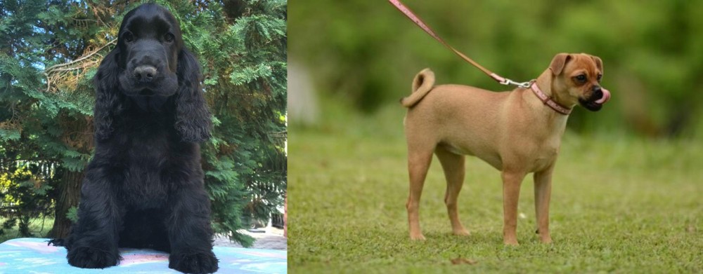 Muggin vs American Cocker Spaniel - Breed Comparison