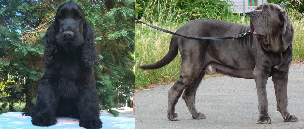 Neapolitan Mastiff vs American Cocker Spaniel - Breed Comparison