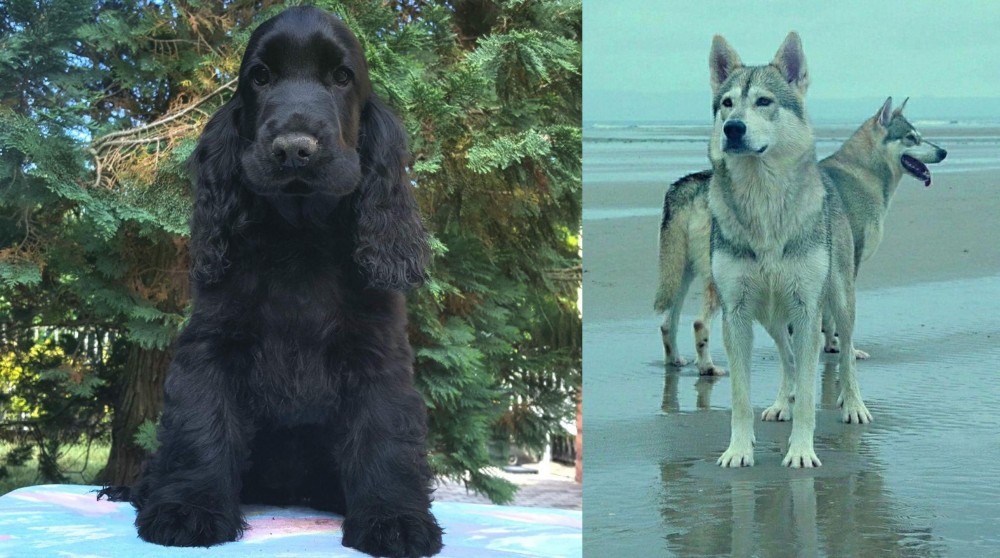 Northern Inuit Dog vs American Cocker Spaniel - Breed Comparison