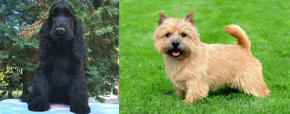 Norwich Terrier vs American Cocker Spaniel - Breed Comparison