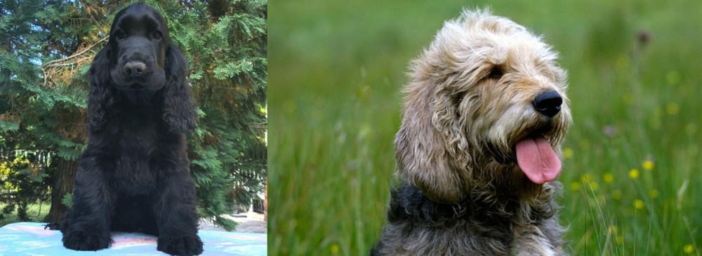 Otterhound vs American Cocker Spaniel - Breed Comparison