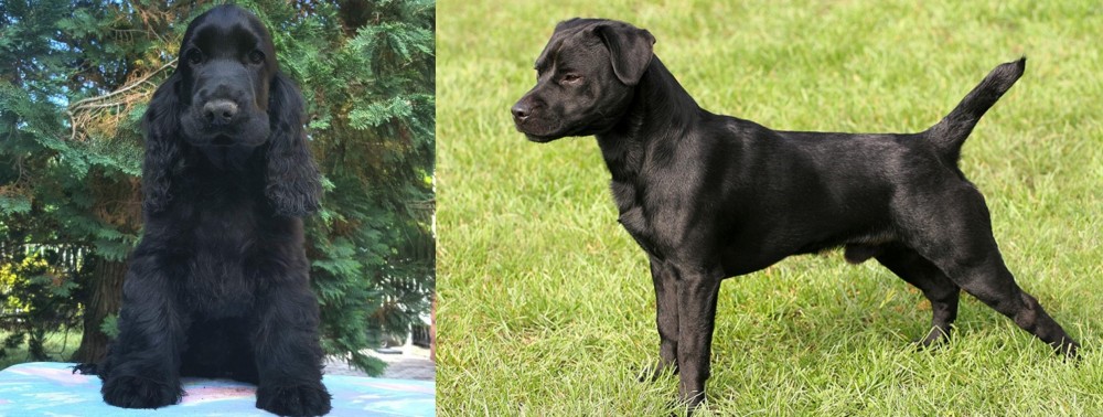 Patterdale Terrier vs American Cocker Spaniel - Breed Comparison