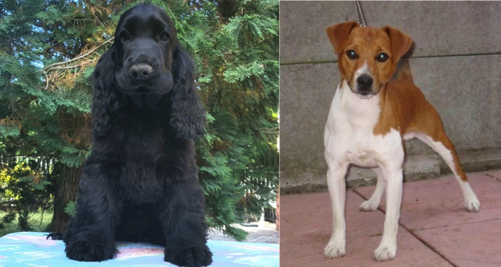 Plummer Terrier vs American Cocker Spaniel - Breed Comparison