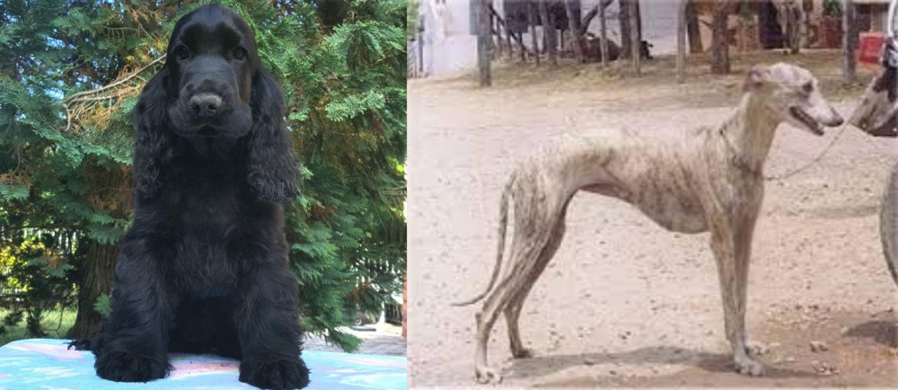 Rampur Greyhound vs American Cocker Spaniel - Breed Comparison