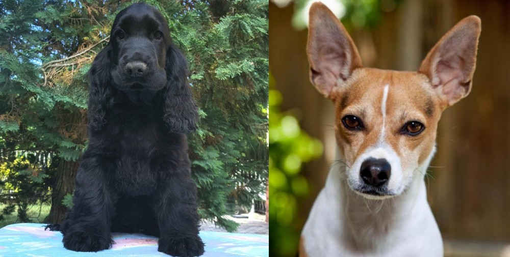 Rat Terrier vs American Cocker Spaniel - Breed Comparison