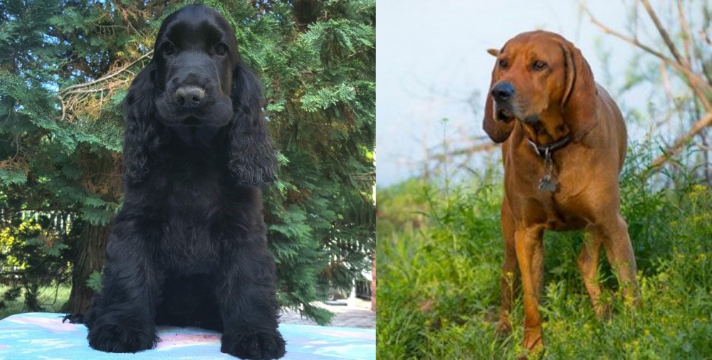 Redbone Coonhound vs American Cocker Spaniel - Breed Comparison