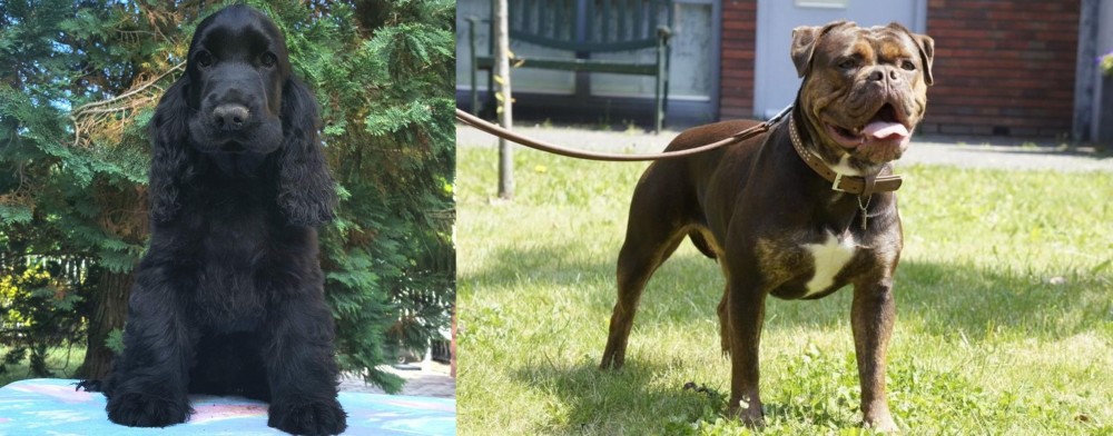 Renascence Bulldogge vs American Cocker Spaniel - Breed Comparison