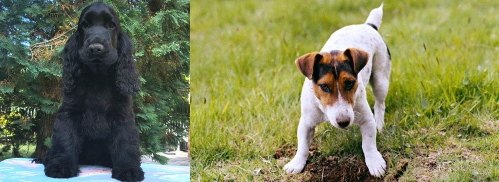 Russell Terrier vs American Cocker Spaniel - Breed Comparison