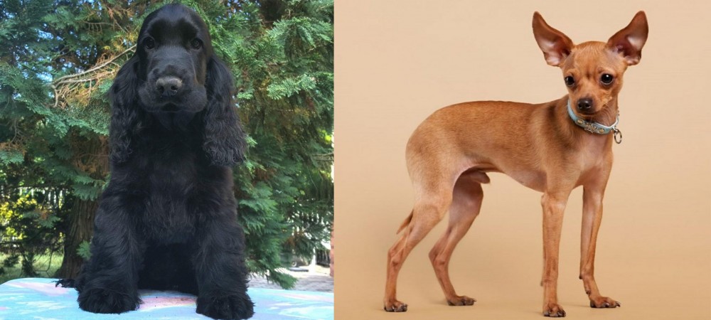 Russian Toy Terrier vs American Cocker Spaniel - Breed Comparison