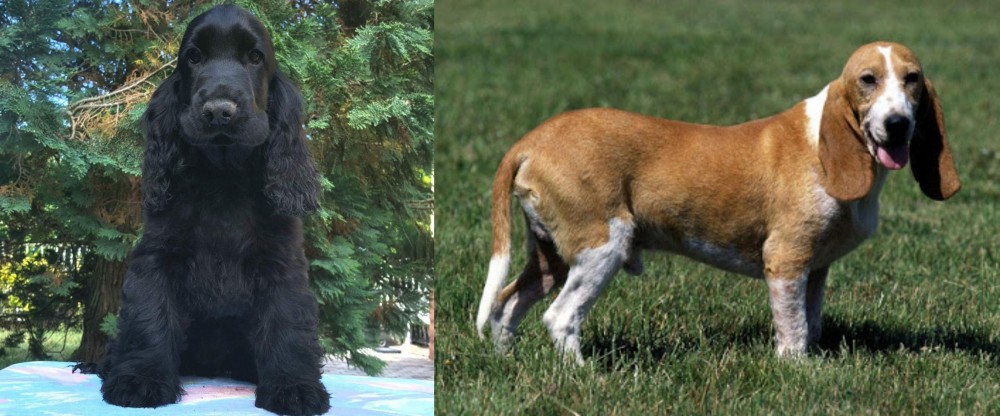Schweizer Niederlaufhund vs American Cocker Spaniel - Breed Comparison