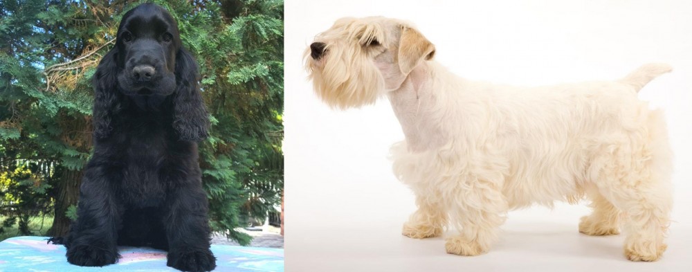 Sealyham Terrier vs American Cocker Spaniel - Breed Comparison