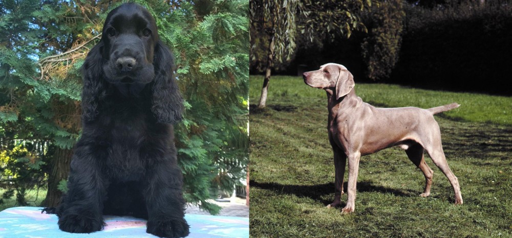 Smooth Haired Weimaraner vs American Cocker Spaniel - Breed Comparison