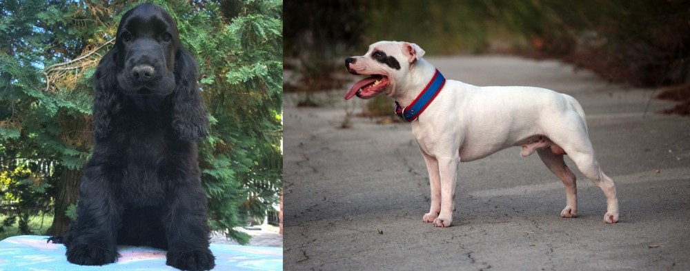 Staffordshire Bull Terrier vs American Cocker Spaniel - Breed Comparison