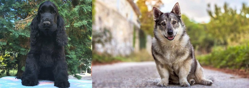 Swedish Vallhund vs American Cocker Spaniel - Breed Comparison