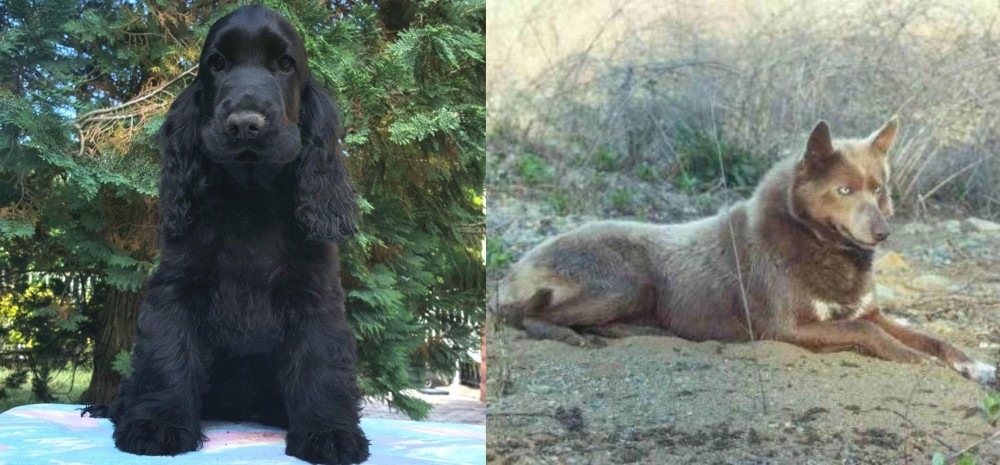 Tahltan Bear Dog vs American Cocker Spaniel - Breed Comparison