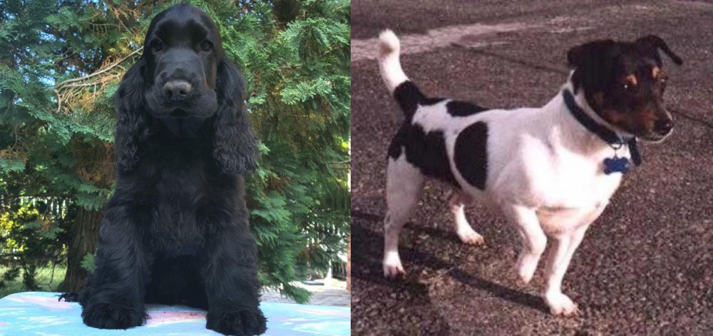Teddy Roosevelt Terrier vs American Cocker Spaniel - Breed Comparison