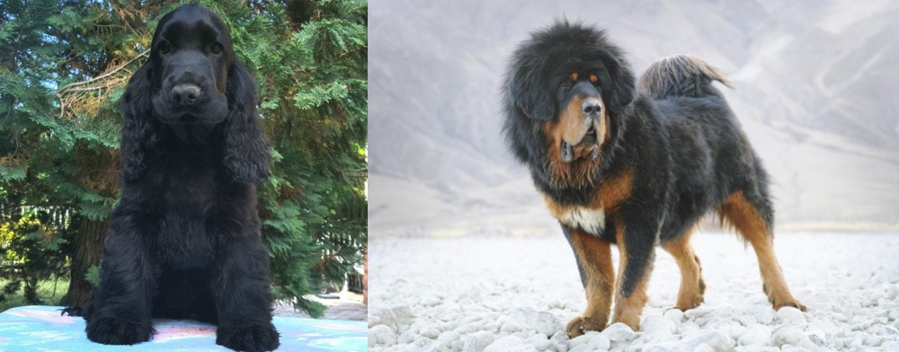 Tibetan Mastiff vs American Cocker Spaniel - Breed Comparison