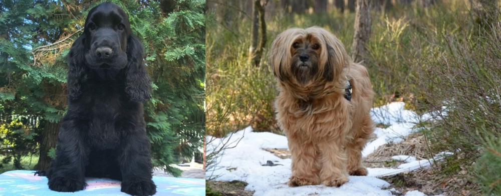 Tibetan Terrier vs American Cocker Spaniel - Breed Comparison