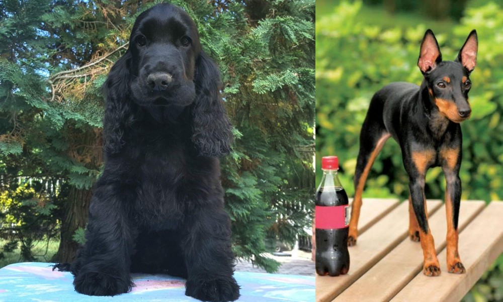 Toy Manchester Terrier vs American Cocker Spaniel - Breed Comparison