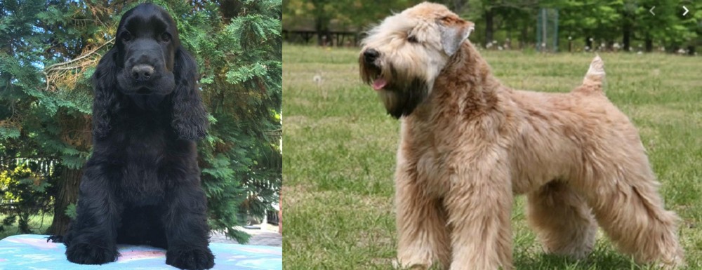 Wheaten Terrier vs American Cocker Spaniel - Breed Comparison