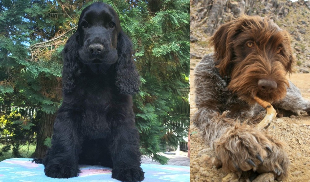 Wirehaired Pointing Griffon vs American Cocker Spaniel - Breed Comparison