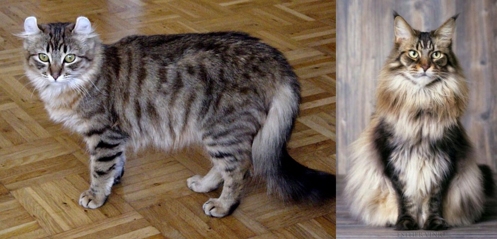 American Longhair vs American Curl - Breed Comparison