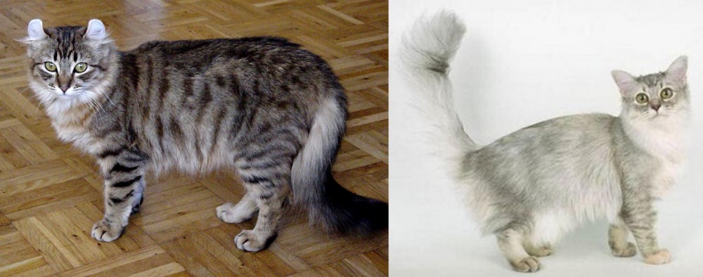 Asian Semi-Longhair vs American Curl - Breed Comparison