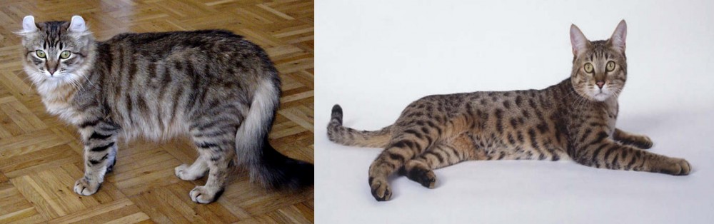 California Spangled Cat vs American Curl - Breed Comparison