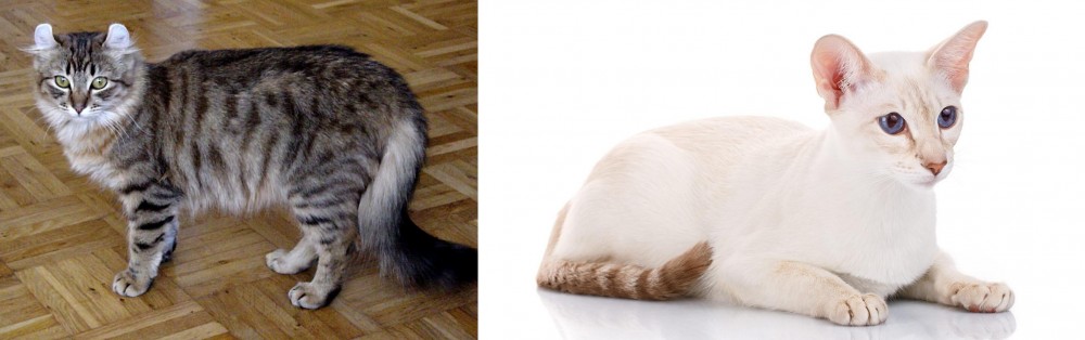 Colorpoint Shorthair vs American Curl - Breed Comparison