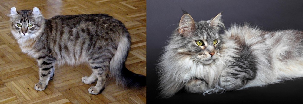 Domestic Longhaired Cat vs American Curl - Breed Comparison