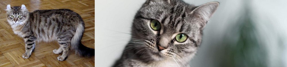 Domestic Shorthaired Cat vs American Curl - Breed Comparison