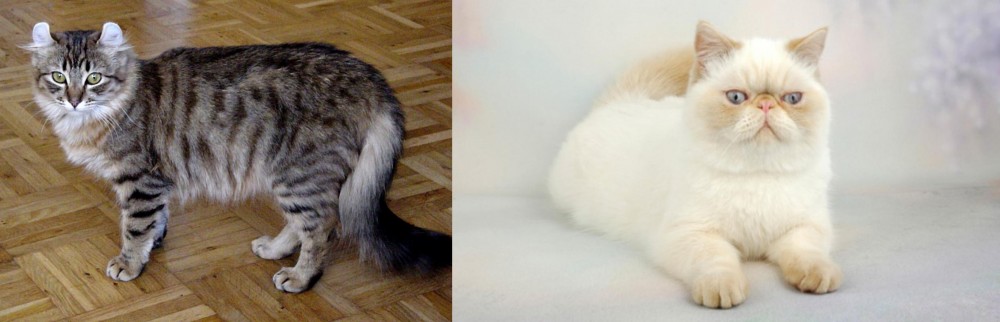 Exotic Shorthair vs American Curl - Breed Comparison