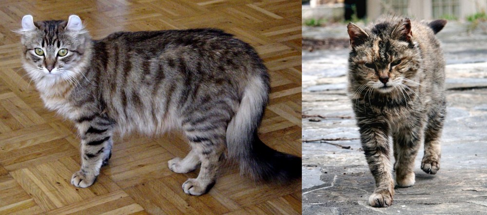 Farm Cat vs American Curl - Breed Comparison