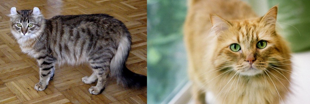Ginger Tabby vs American Curl - Breed Comparison
