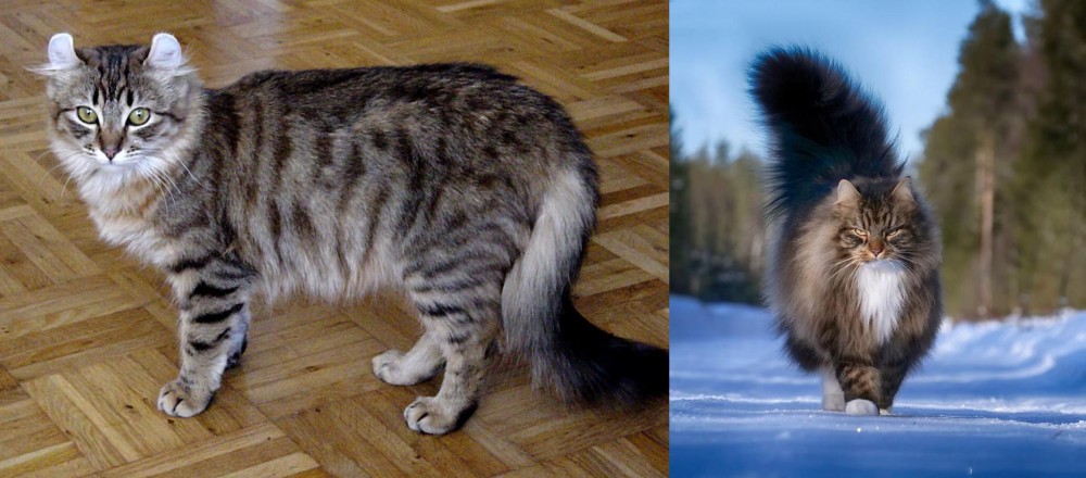 Norwegian Forest Cat vs American Curl - Breed Comparison