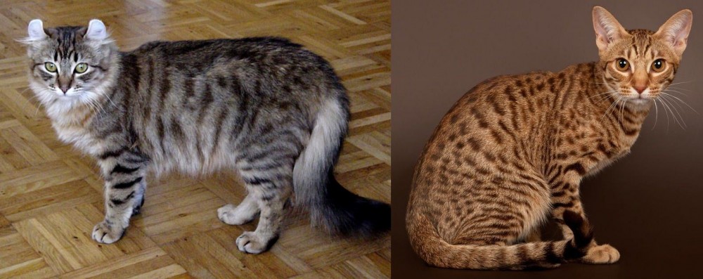 Ocicat vs American Curl - Breed Comparison